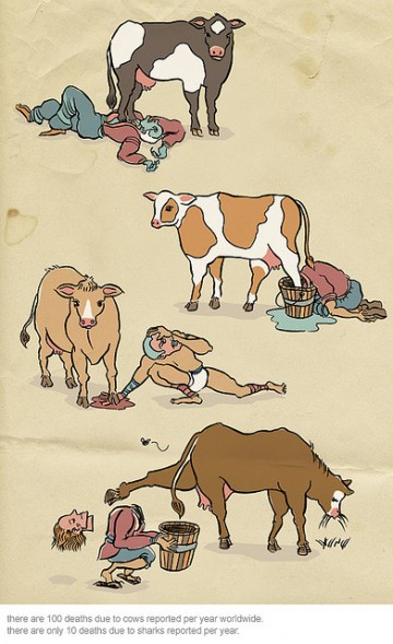 killer cows